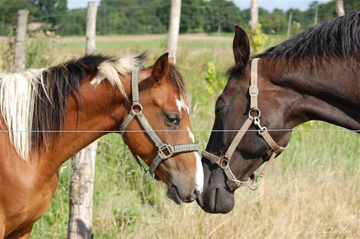Anden særlig race Zorba - Giver lige Rainbow et kys. billede 11