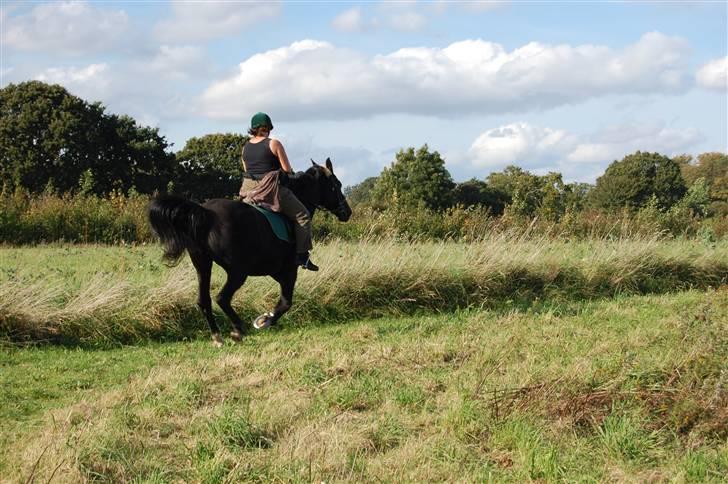 Anden særlig race Zorba - Hyp oh hop i galop. billede 12