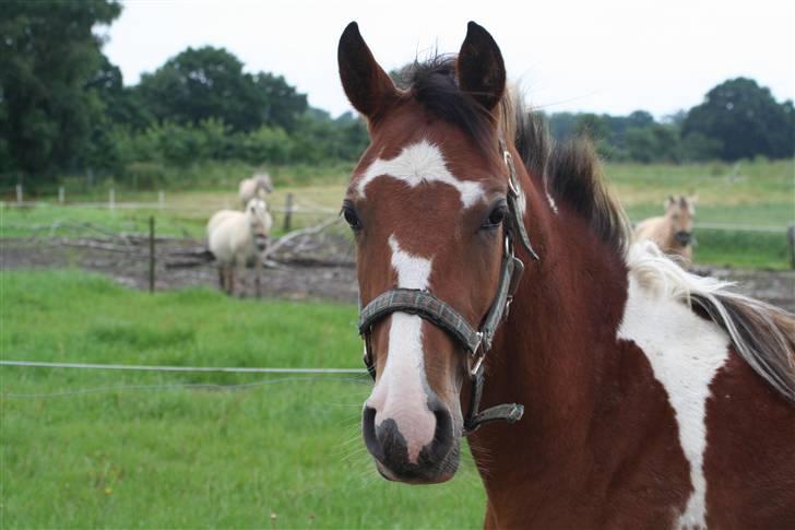Anden særlig race Rainbow - Hej! billede 1