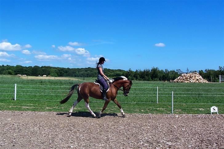 Anden særlig race Rainbow - 18/6-2009. Foto: Svend Paulsen billede 2
