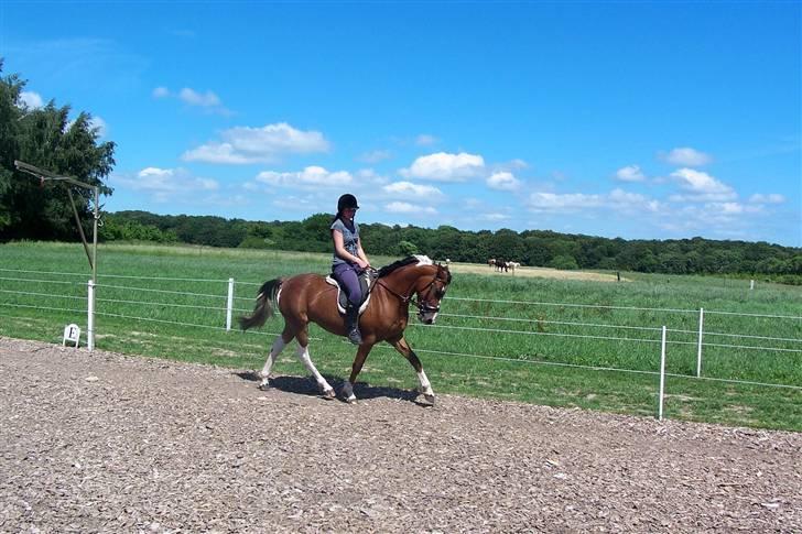 Anden særlig race Rainbow - 18/6-2009. Foto: Svend Paulsen billede 3