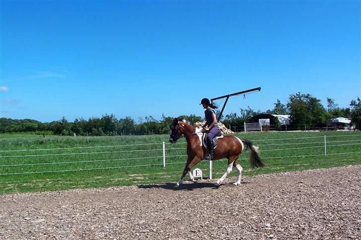 Anden særlig race Rainbow - 18/6-2009. Foto: Svend Paulsen billede 4