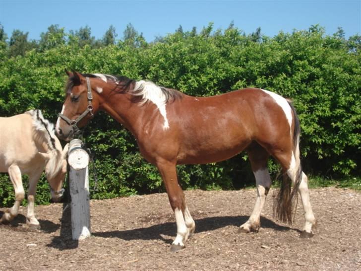Anden særlig race Rainbow - 23/6-2009 Foto: Susanne Team Hjulmandgården billede 5
