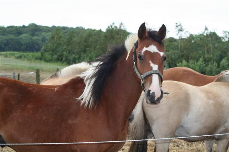 Anden særlig race Rainbow - Søde dreng billede 6