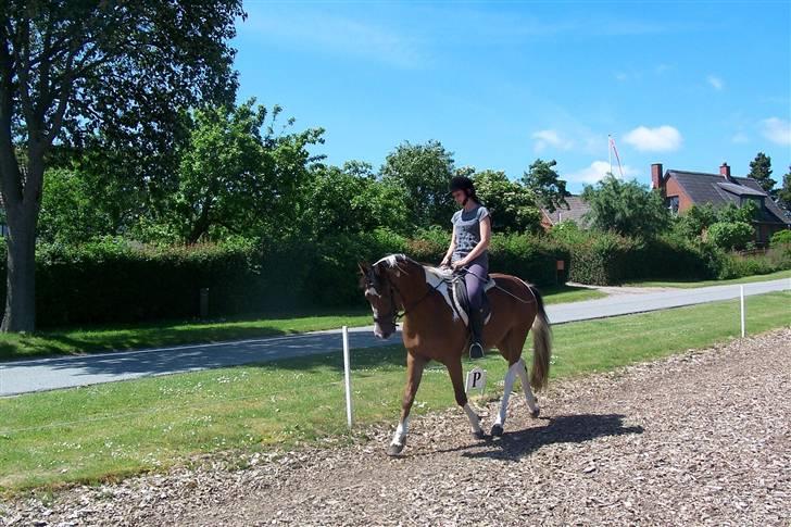 Anden særlig race Rainbow - 18/6-2009. Foto: Svend Paulsen billede 7