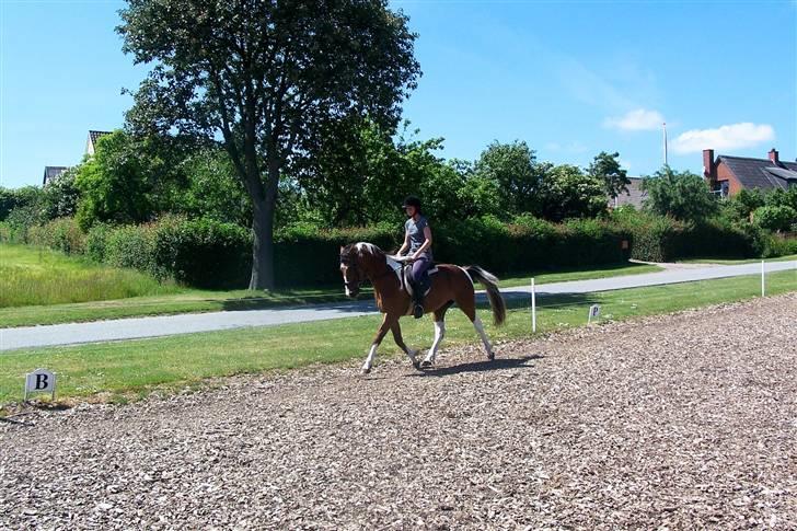 Anden særlig race Rainbow - 18/6-2009. Foto: Svend Paulsen billede 8