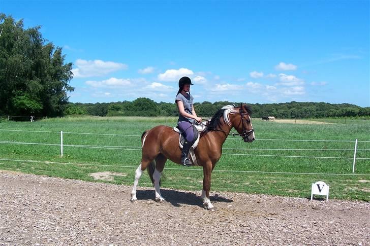 Anden særlig race Rainbow - 18/6-2009. Foto: Svend Paulsen billede 10