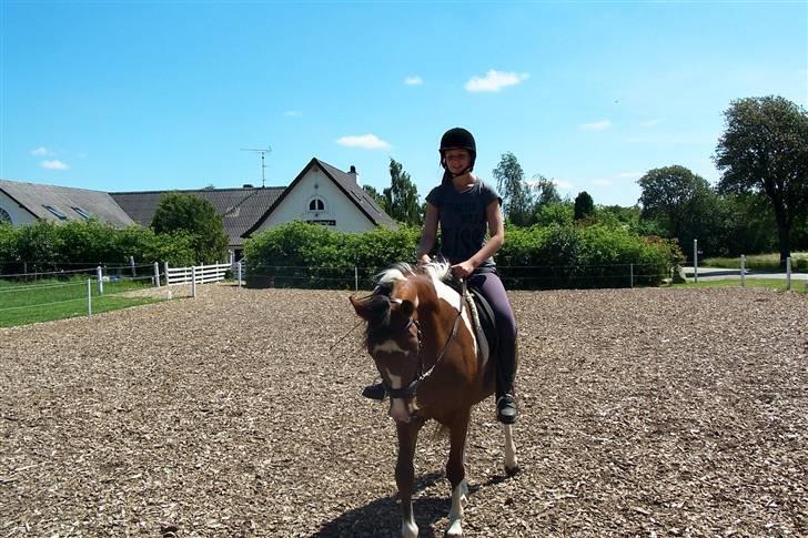Anden særlig race Rainbow - 18/6-2009. Foto: Svend Paulsen billede 11