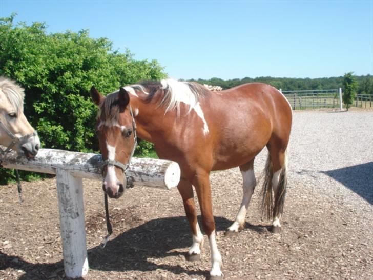 Anden særlig race Rainbow - 23/6-2009 Foto: Susanne Team Hjulmandgården billede 12