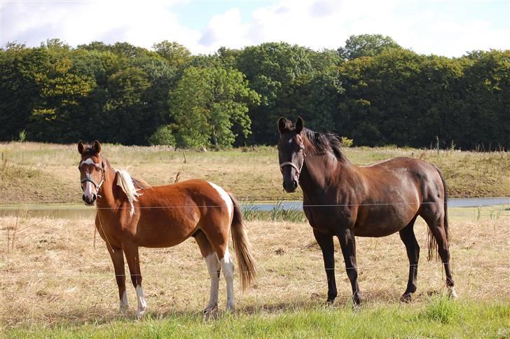Anden særlig race Rainbow - Her er jeg med min plejemor Zorba. Er vi ikke smukke? billede 13