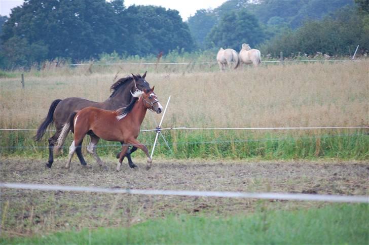 Anden særlig race Rainbow - Lidt fis og ballade i folden. billede 14