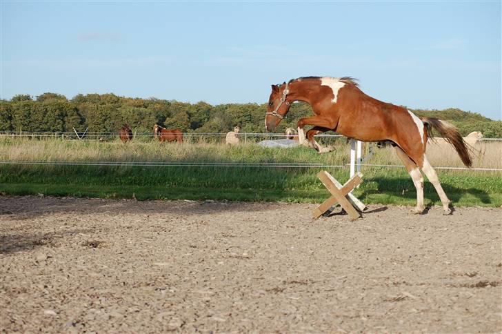 Anden særlig race Rainbow - Hopla. :P Rainbows første spring under rytter, kan ses på video på profilen. :P billede 15