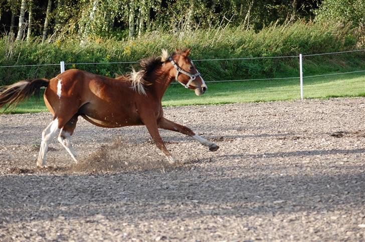 Anden særlig race Rainbow - Tag den med ro lille mand. billede 16