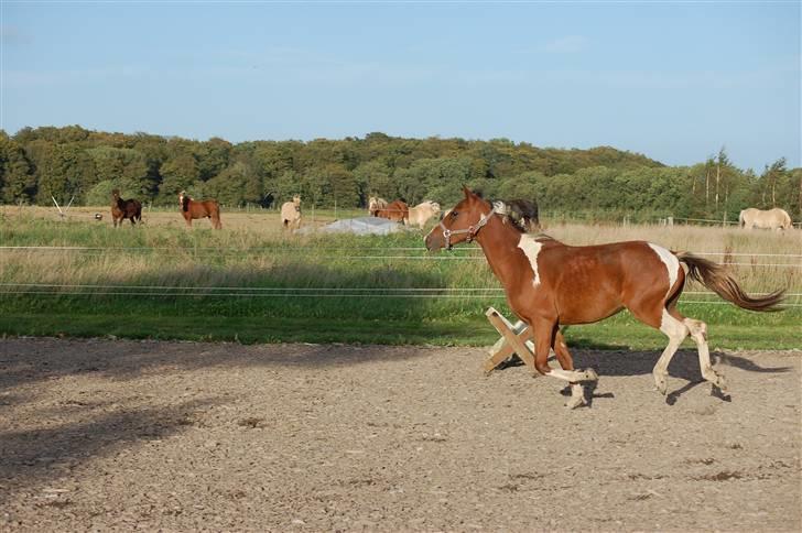 Anden særlig race Rainbow - Galopgalop billede 17