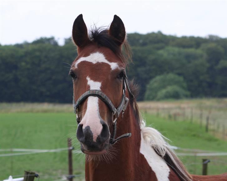 Anden særlig race Rainbow - Lig en bedømmelse og/eller en kommentar, så bliver jeg glad <3 billede 20