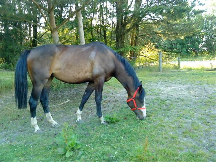 Hollandsk Varmblod Capriole Ruleko - solgt - ¤fotograf: Maria G. Schulz ¤ billede 6