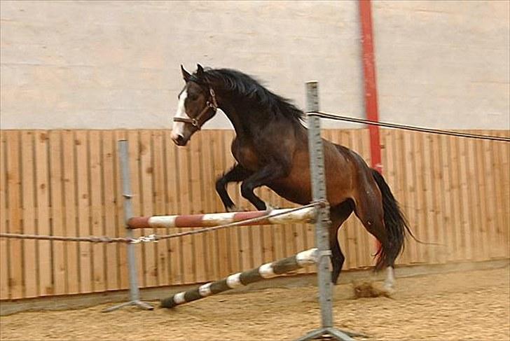 Hollandsk Varmblod Capriole Ruleko - solgt - Løsspringning for 2. gang!  billede 10