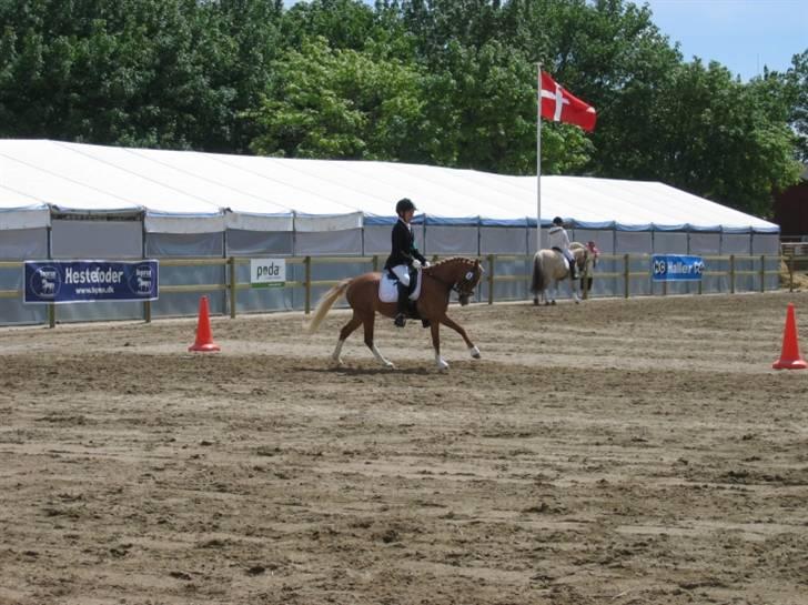 DSP Moonjam´s Symfoni - Roskilde Dyreskue 2009 billede 10