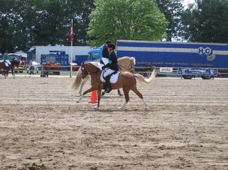 DSP Moonjam´s Symfoni - Roskilde Dyreskue 2009 billede 11