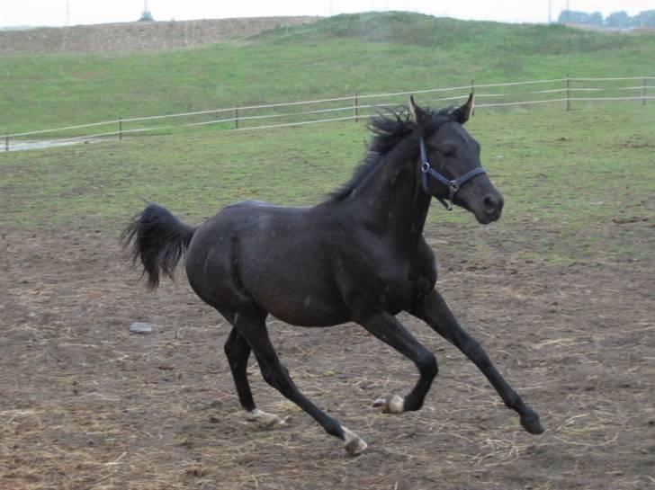 DSP Moonjam´s Classic Touch billede 7