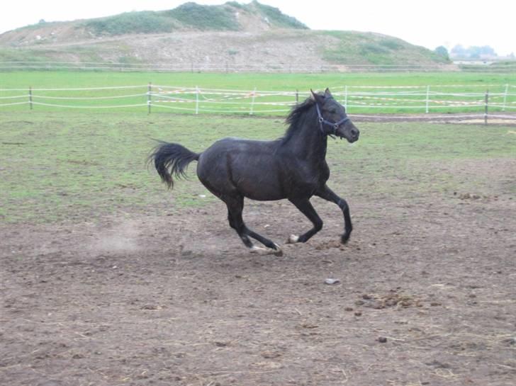 DSP Moonjam´s Classic Touch billede 8