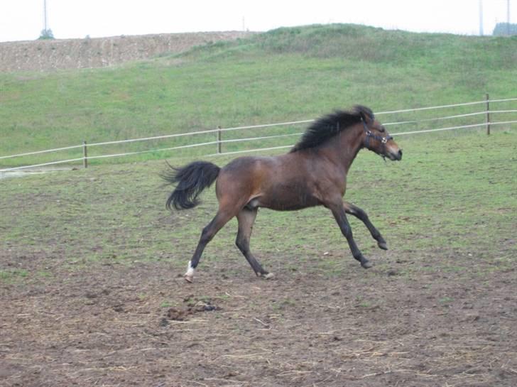 DSP Moonjam´s Midnight Dancer billede 9