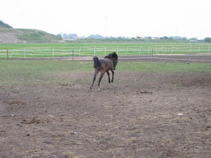 DSP Moonjam´s Midnight Dancer billede 10