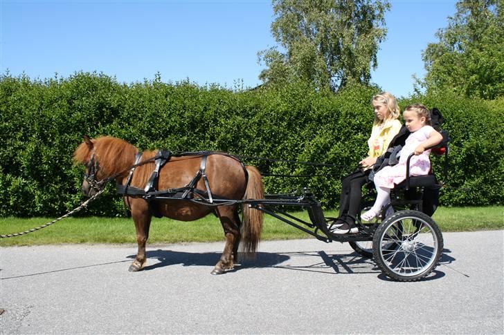 Shetlænder ++Hansen.*SOLGT* - 2 gang Hansen var for vogn billede 13