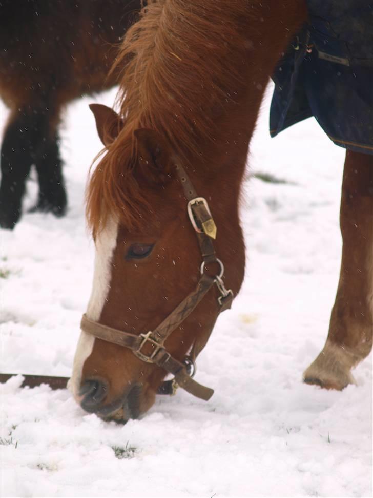 Anden særlig race Passir - Vinter 09 | Foto: Helle Krogh billede 2