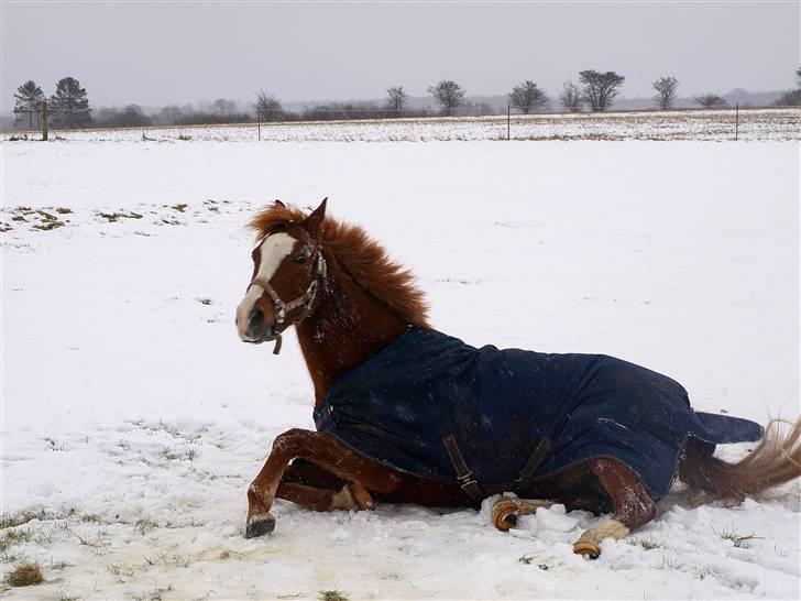 Anden særlig race Passir - Vinter 09 | Foto: Helle Krogh billede 3