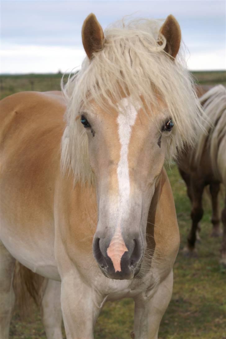 Tyroler Haflinger Nanok Mix Søgaard SOLGT! - 16]  billede 16