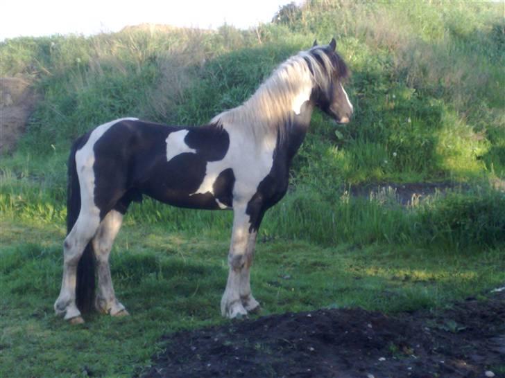 Anden særlig race Chess billede 4