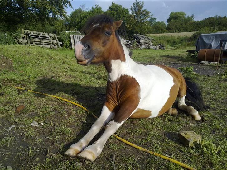 Anden særlig race Stella Nova (solgt) - Ej altså du vækkede mig billede 1