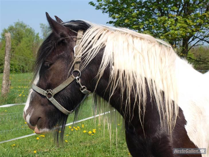 Irish Cob Indyana - Indy´s smukke hoved. (Inden vi hentede hende) billede 1