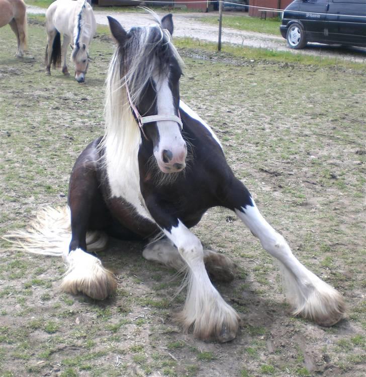 Irish Cob Indyana - Indy elsker at sidde på "numsen" efter hun har rullet sig.. :-) billede 2