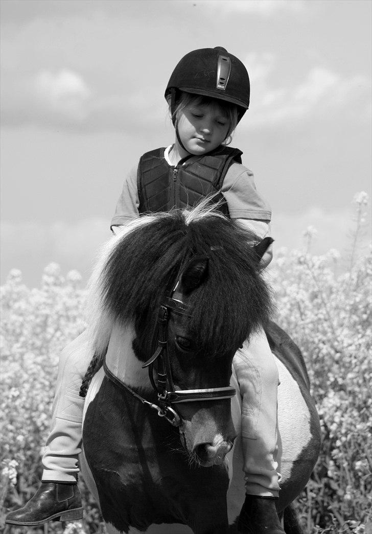 Anden særlig race Stella Nova (solgt) - En forårsdag i rapsen (foto: A-foto teamflyingadonis.dk) billede 2