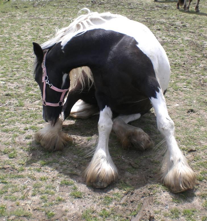Irish Cob Indyana - Årh jeg skal lige klø benet.. :) billede 4