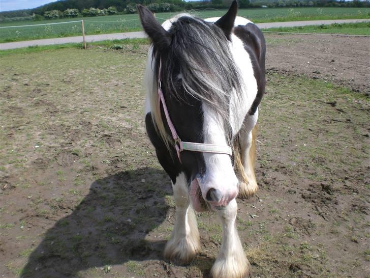 Irish Cob Indyana - Mmm wrap.. :) billede 5
