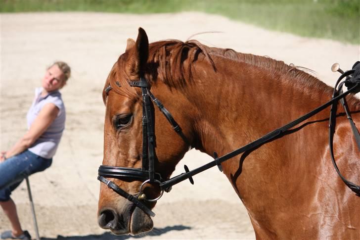 Palomino Nørrevang Gazett billede 2