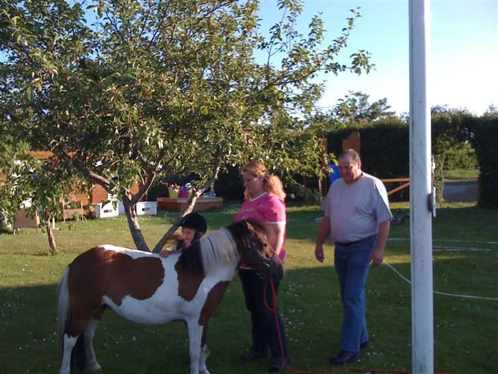Anden særlig race Stella Nova (solgt) - Bedsterne kom da lige forbi for at se og "godkende" tøsernes pony billede 4