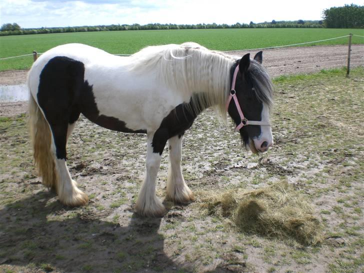 Irish Cob Indyana - Elsker wrap.. :) billede 6