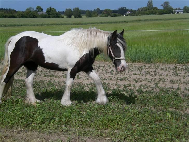 Irish Cob Indyana - Smukke Indy i solskin.. :) billede 7