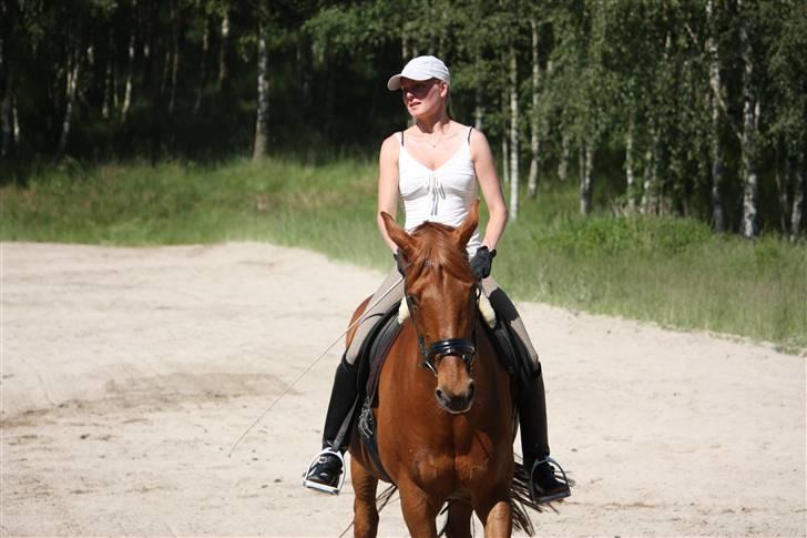 Palomino Nørrevang Gazett billede 3