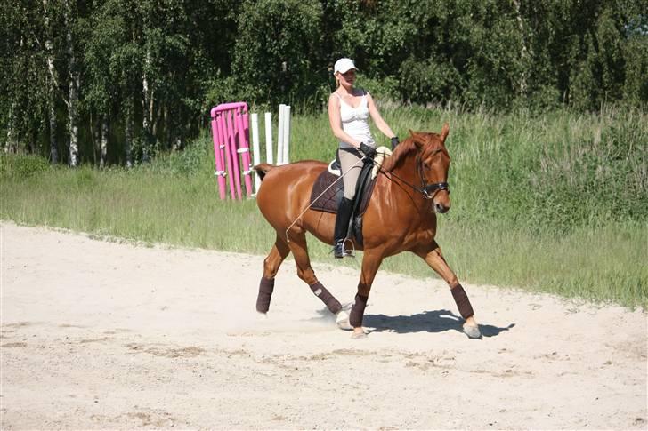 Palomino Nørrevang Gazett billede 4