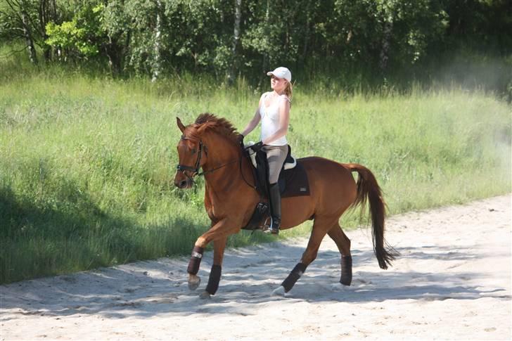 Palomino Nørrevang Gazett billede 5
