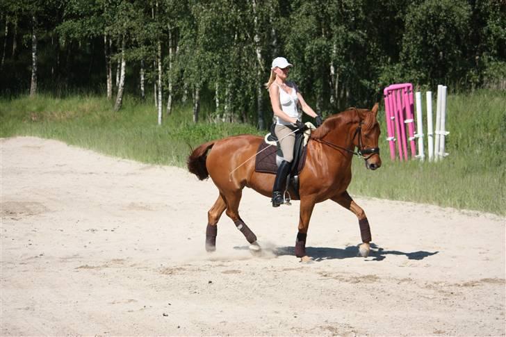 Palomino Nørrevang Gazett billede 6