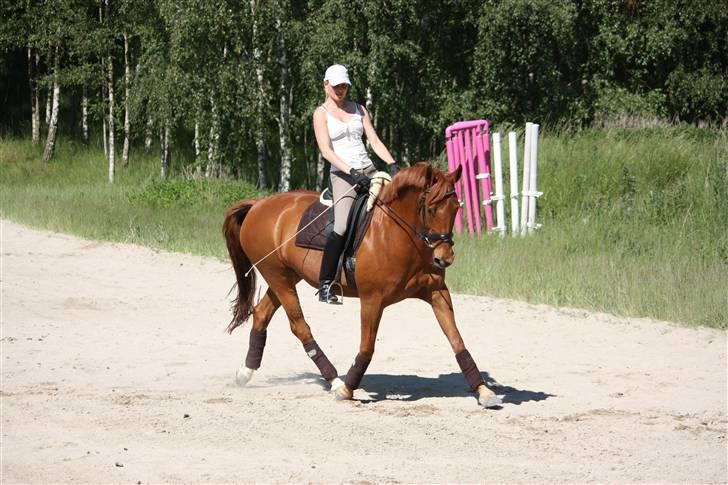 Palomino Nørrevang Gazett billede 7