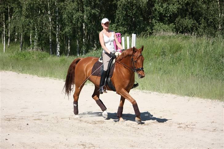 Palomino Nørrevang Gazett billede 8