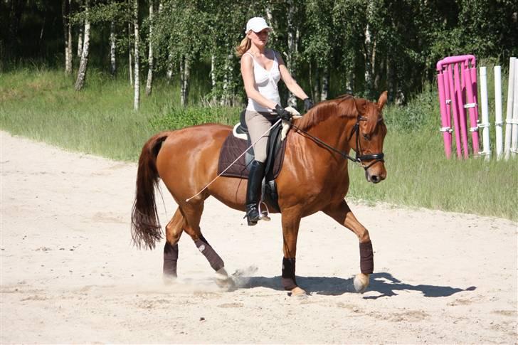 Palomino Nørrevang Gazett billede 9