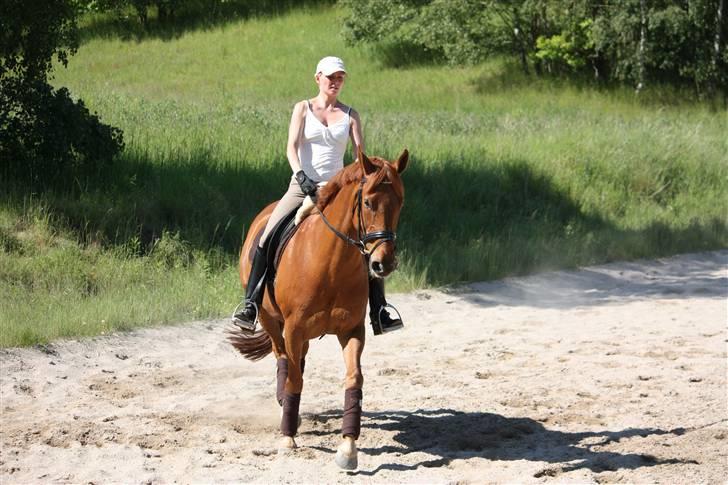 Palomino Nørrevang Gazett billede 10